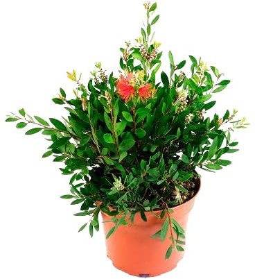 Calistemon Arbusto Natural Árbol Ornamental para Jardines