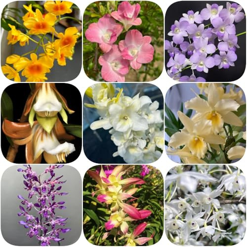 Semillas de orquídea Dendrobium, semillas de decoración invernaderos balcón orquídeas para invitados variedades antiguas orgánicas decoración sala estar 250pcs