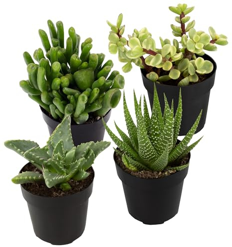 Altman Plants, Assorted Succulents Plants Live Houseplants (4PK), Succulent Plants Home Office Plants Live Indoor Plants, Live Plants Indoor House Plants, Easy Care Plants, Desk Plants, Kitchen Plants
