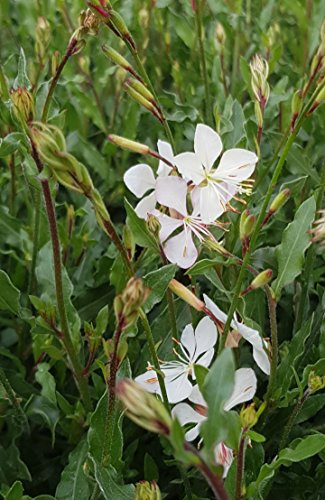 Prachtkerze weiß im 12cm Topf (4 Stück)
