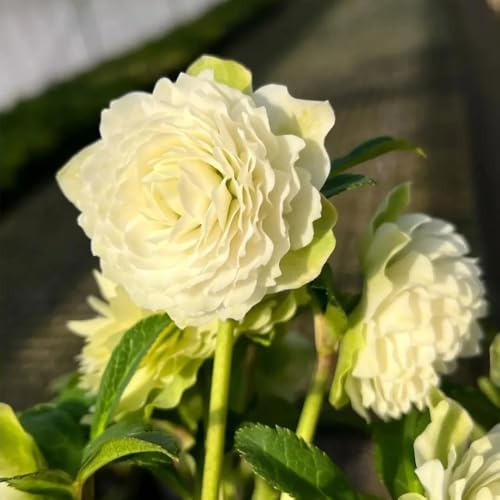 christrose christrosen, blumenwiese kletterpflanzen winterhart bio blumendeko für sonnige plätze 400samen