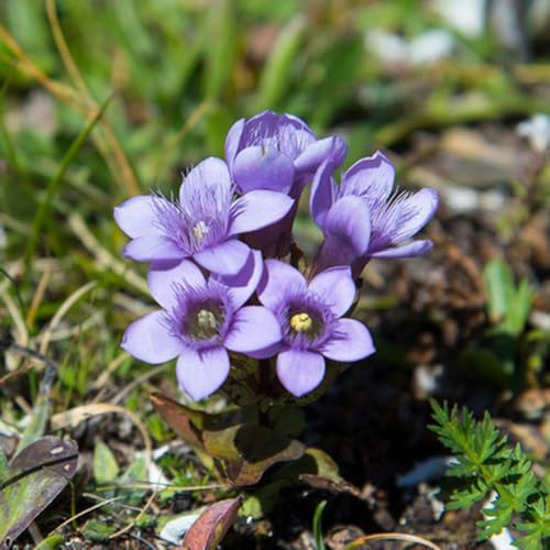 enzian heilkräuter nachhaltige geschenke pflanzensamen wildblumen kräuterpflanzen kräutergarten küche geschenk zimmerpflanzen gartenkräuter hochbeet winterharte kübelpflanzen 200samen