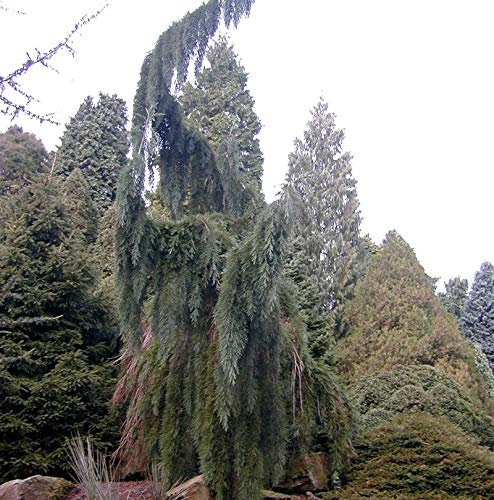 Überhängender Mammutbaum 80-100cm - Sequoiadendron giganteum - lebende Gartenpflanze aus den Baumschulen