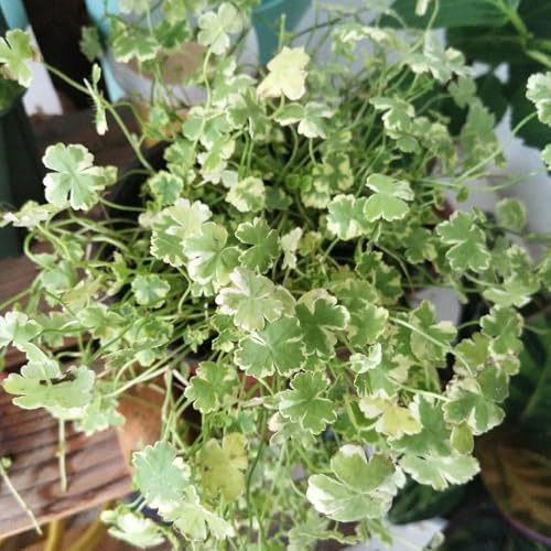 Semi di edera terrestre - giardino aromatiche decorazioni da giardino per esterni da balcone semi di selvatici per luoghi soleggiati raro selvatiche 200pcs