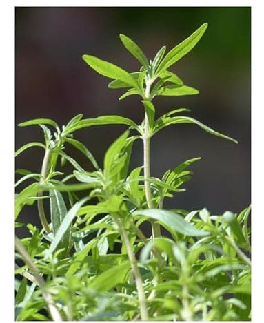 Pcs - 40x Sarriette 1-jährig Satureja Hortensis Eko Jardin Plantes - Graines KS254 - Seeds & Plants Shop by Ipsa