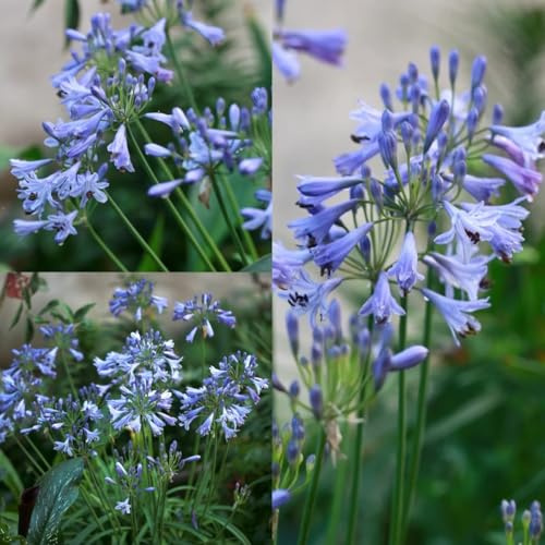 comprar semillas de agapanthus, silvestres de balcón, cortadas de lirio africano, trepadoras resistentes, orgánicas 20pcs