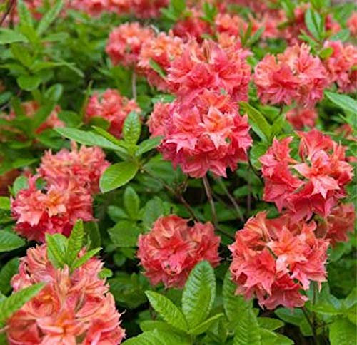 Azalee Barselik 30-40cm - Rhododendron luteum - Alpenrose - lebende Gartenpflanze aus den Baumschulen
