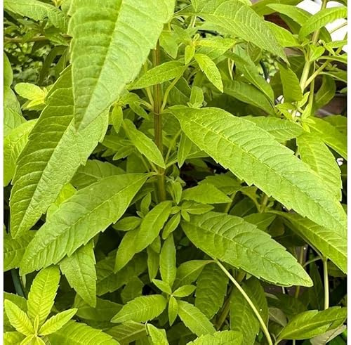 Hierba Luisa Natural Planta Aromática y Resistente de Poco Mantenimiento