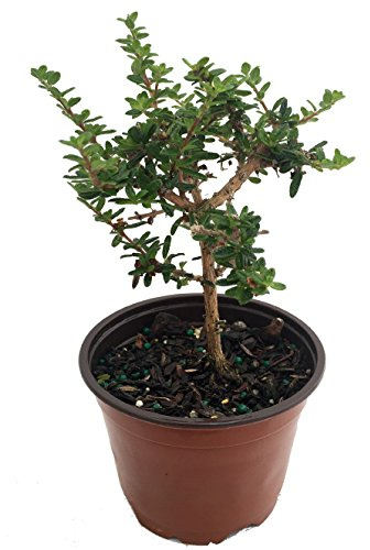 Bahama Berry - Mounjean Tea - Nashia inaguensis - 4 Pot - Herbal Tea