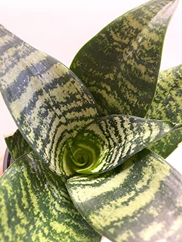 Hahnii PLANTA NATURAL (LENGUA DE SUEGRA) Snake Plant SANSEVIERIA TRIFASCIATA Hahnii MACETA 8.55CM PERFECTA PARA INTERIOR Depuradora del ambiente