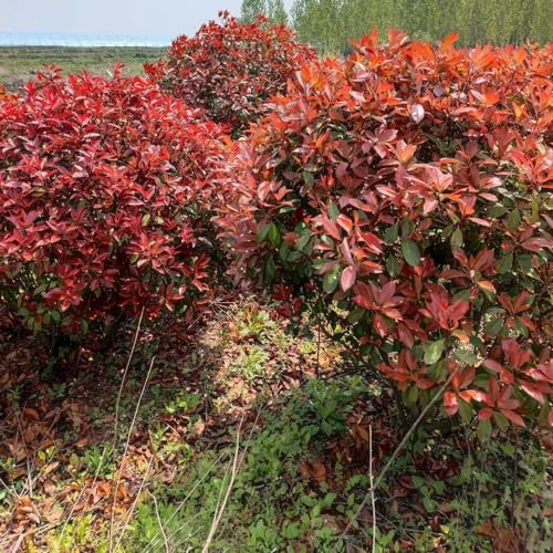 Photinia red robin - semi di esotiche selvatiche balcone rialzato letto giardino resistenti giardino 50pcs