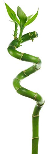 10 x Bambù Fortunato da 30 cm Gambo a Spirale per Piante da Interni Vaso Giardino Davanzale Ciotola