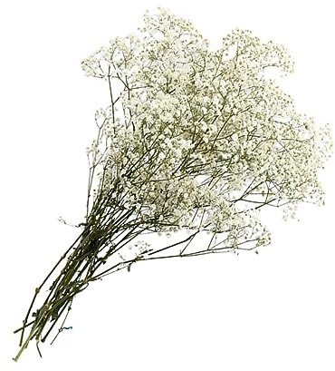 GOOHOCHY Dried Gypsophila Blumenstrauß Kreative Trockenblumen Dekoration Für Hochzeiten Valentinstag Und Weihnachten Weißer Preserved Flower Bouquet Romantischer