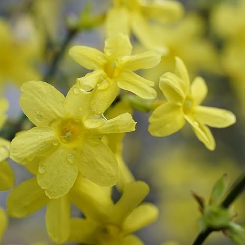 Winter Jasmin 1L - Die schönste Strauchpflanze, die im Winter blüht