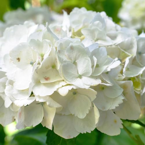YouGarden Hydrangea 'White Mophead' Standard, Established Standard in 18cm Pot, Approximately 80-100cm Tall, Ready to Plant, Grow in Garden Borders or Patio Pots