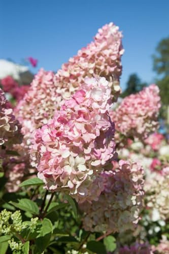 Hydrangea paniculata 'Sundae Fraise' 40-60 cm – Winterhart, Mehrjährig & Pflegeleicht – Rispenhortensie – Zierstrauch für Garten & Kübel