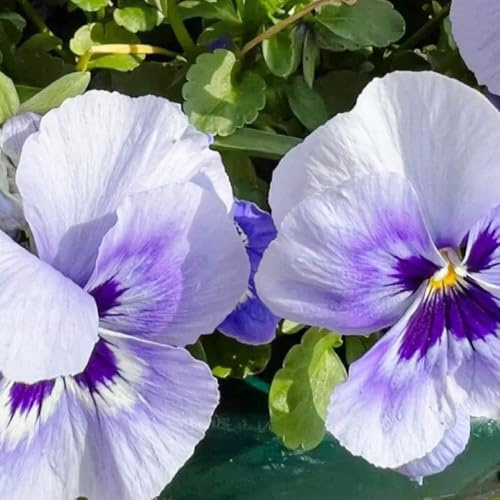 semillas de pensamiento - perennes resistentes, Decoración balcón jardín 50pcs