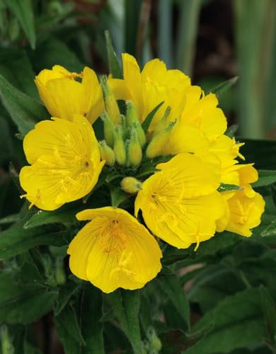 Common Evening Primrose Flower Seeds (Oenothera biennis) Seeds - Vibrant Yellow Blooms Wild Flower Garden 1000 Seeds