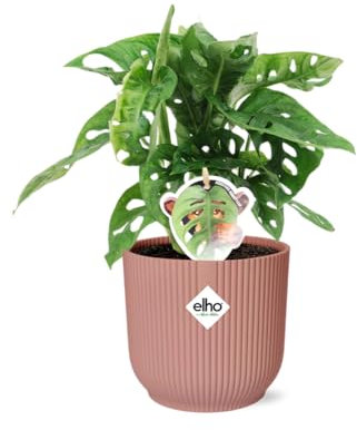 Monstera 'Monkey Leaf' in Vibes Fold rosa - 30cm - Ø14cm - Zimmerpflanze - Immergrün