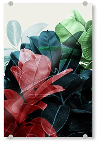 artboxONE Acrylglasbild 120x80 cm Natur Exposure 03 Bild hinter Acrylglas - Bild Gummibaum Blätter Ficus