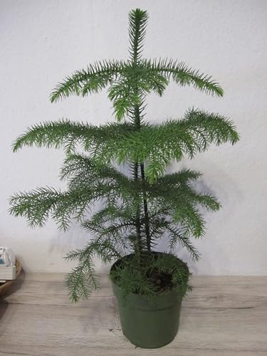 Araucaria heterophylla - Zimmertanne - Norfolktanne - 40-60cm