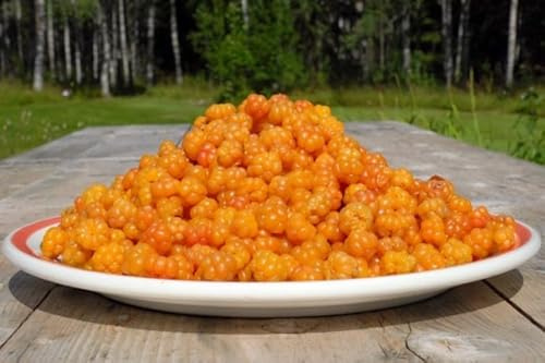 Rubus xanthocarpus – Gelbe Brombeere 30–60 cm im Topf | Exotische Aprikosen-Brombeere für Garten & Balkon | Seltene Früchte, pflegeleicht & winterhart, ideal für Obstliebhaber
