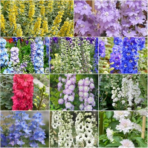 rittersporn - gartenblumen winterharte kübelpflanzen topfpflanzen winterharte stauden mehrjährig sommerblumen bonsai blumensaat pflanzenkübel blumenwiese 1000samen