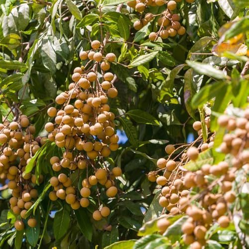 Dimocarpus, Longan, seltene säulenobst winterhart säulenobstbäume winterharte für balkon 45Samen