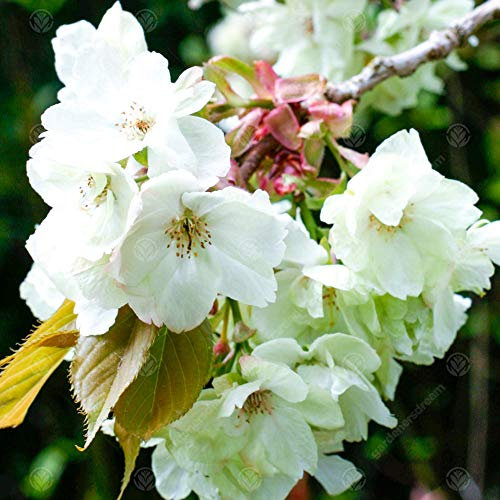Prunus Ukon | Japanese Flowering Cherry | Ornamental Garden Tree | 5-6ft