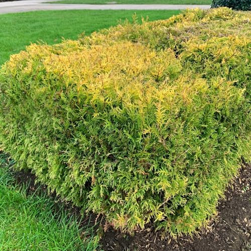 Thuja occidentalis 'Rheingold' - Compact Conical Dwarf Conifer with Pink-Tinted Foliage, Gold Winter Colour, RHS AGM Winner, 3X 1 Litre Pots by Thompson and Morgan