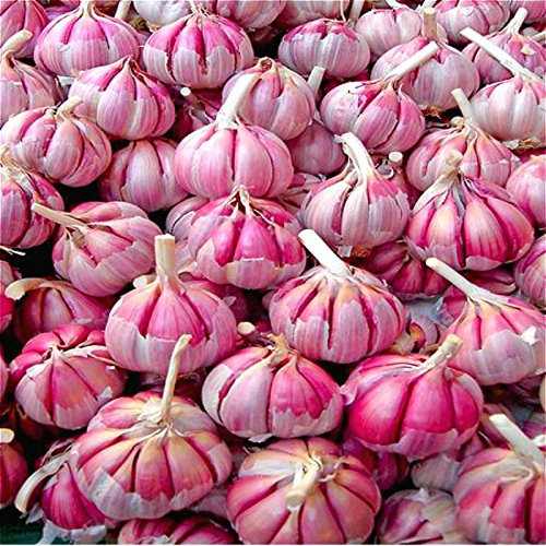 Graines D'Ail Graines De Bonsaï Rouges Et Saines Plantes De Bricolage Graines D'Ail D'Oignon Rares Graines De Légumes Très Faciles À Cultiver Pour Le Jardin Potager Bourgogne