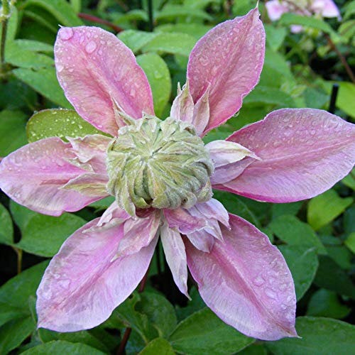 Thompson & Morgan Hardy Perennial Clematis ‘Josephine’ Flowering Climber, Potted Garden Plants Ideal for Cottage Gardens, Walls, Fences, Patio and Containers (1 x 3 Litre Pot)