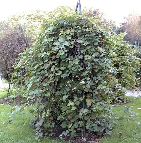 Wilder Wein 60-80cm - Parthenocissus inserta - lebende Gartenpflanze aus den Baumschulen