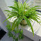 Semillas de planta araña, Chlorophytum comosum, Plantas resistentes para el jardín. semillas de plantas de interior de planta araña, plantas verdes plantas de interior planta de 100pcs