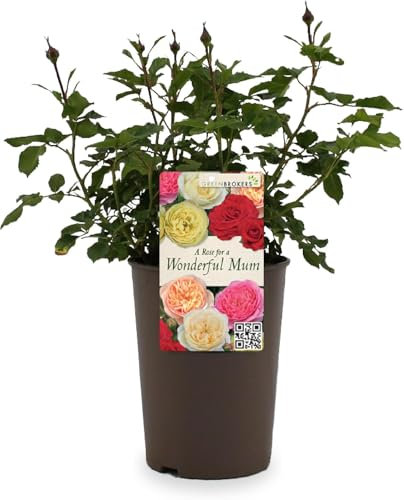 Beautiful Yellow Gift Rose -  For a Wonderful Mum - Gift Wrap Included | Mothers Day | Modern Garden Hybrid Bush Rose - 3L Potted Floral Flowers | Mothers Day