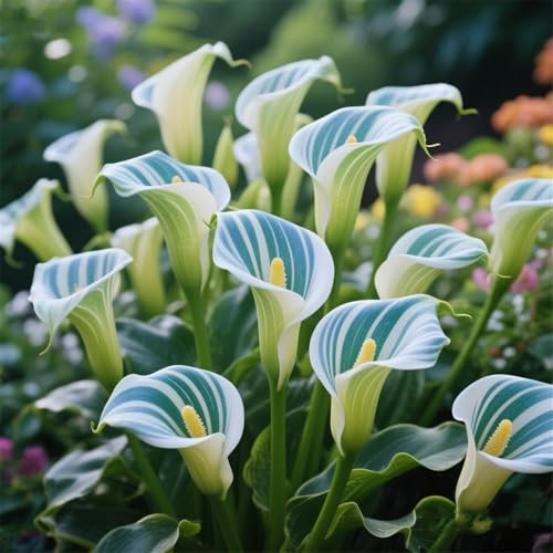 IOUPLIUKDF/Calla Lily Bulbs,Perennial,Quality Display, Available in a Variety of Colors, Ready to Plant-2bulbs-H