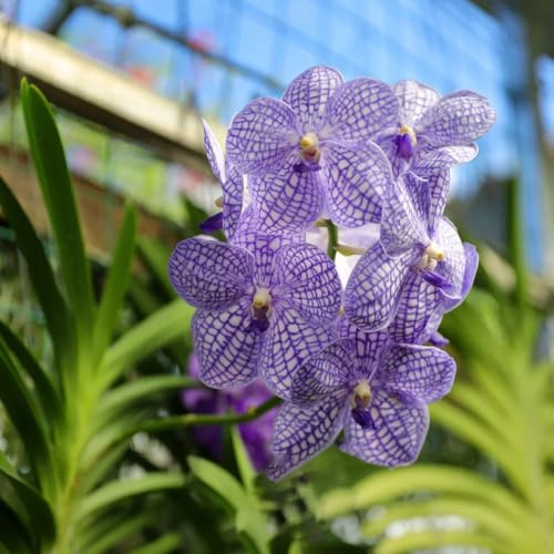 semi pendenti dell'orchidea Vanda, resistenti giardino da esterno esotiche balcone 20pcs