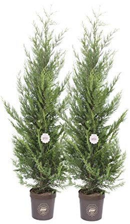 Cupressocyparis leylandii 'Castlewellan Gold', Cipresso leilandi giallo, Conifera, Pianta vera in vaso Vannucci Piante, Pianta da terrazzo (cod. 8) (2x)