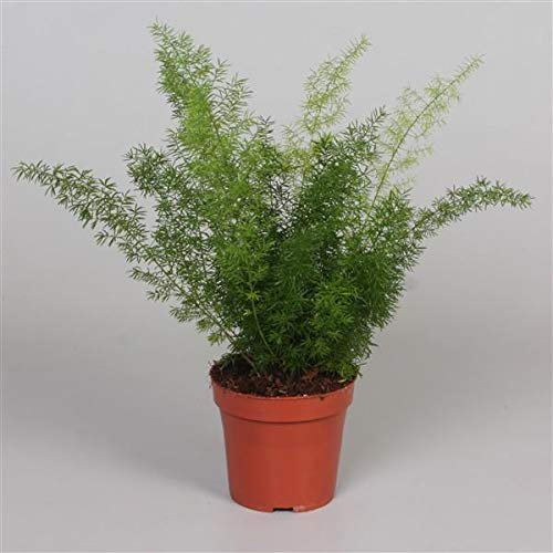 Asparagus Meyeri 35 cm - Zierspargel - Fuchsschwanz Farn