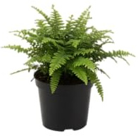 Helecho Natural DECOALIVE Planta de Interior Resistente y Siempre Verde