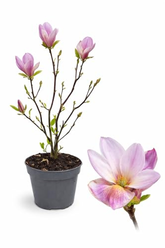 POWERS TO FLOWERS - MAGNOLIA A FIORE LILLA SOULANGEANA, VASO 20CM DIAMETRO, pianta vera