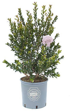 Vannucci Piante - Myrtus communis, Mirto comune, Pianta vera in vaso, Cespuglio, Pianta da siepe, Pianta da terrazzo