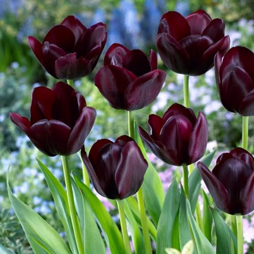 Bulbi Fiori Perenni da Esterno - 25 Bulbi Tulipani Single Black Passion - Piante e fiori esclusivi dall'Olanda - per giardino, vasi e balcone (senza semi, non artificiali)