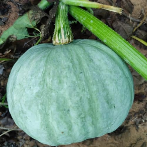 kürbissamen bio - gemüsebeet deko winterhart mehrjährig alte sorten 25pcs