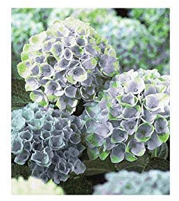 Potseed Germinazione I Semi: Ortensia, Ortensia Semi Misti - Treasuresbylee - 50