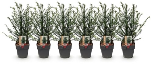 GreenboutiQ - Heckenpflanzen - Taxus baccata - Blatt grün - 6 Pflanzen - 1 laufender Meter - immergrün - Topf 17cm Höhe 60cm