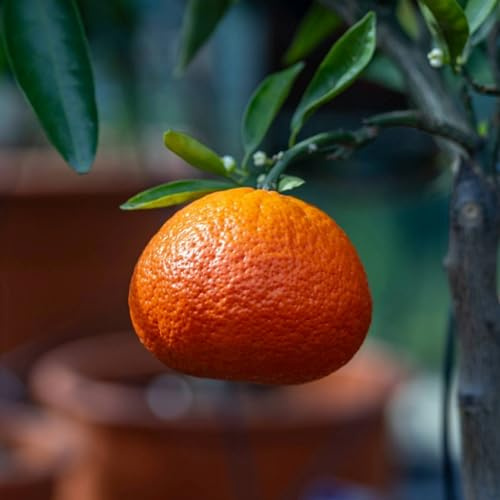 PIANTA DI MANDARANCIO in vaso 24 - età 3/4 anni (foto reali)