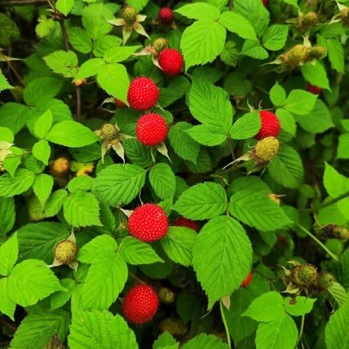 fresas silvestres decorativas Parterres elevados jardín de interior semillas cama elevada resistentes 85pcs