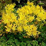 Sedum Oregon scrop succulent seeds (Sedum oregano) 50+ Seeds (100+) : Package Contains seeds