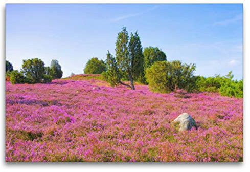 Premium Textil-Leinwand 120 x 80 cm Quer-Format Lüneburger Heide | Wandbild, HD-Bild auf Keilrahmen, Fertigbild auf hochwertigem Vlies, Leinwanddruck von Thomas Polske